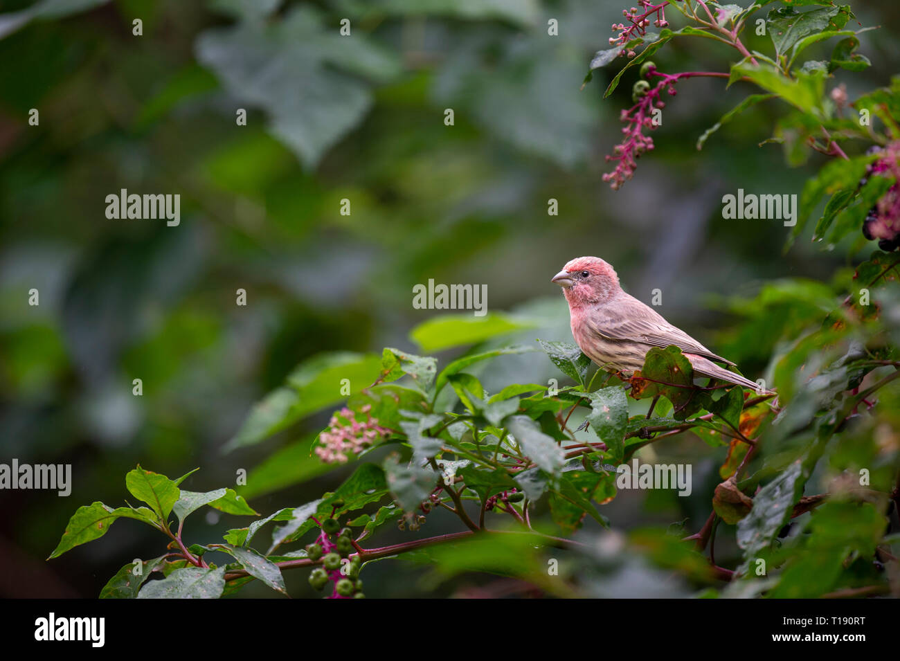 Un roselin familier, situé sur certaines plantes du phytolaque (pokeweed) dans des nuages de lumière. La cannelle dans l'usine correspondent aux couleurs de l'oiseau. Banque D'Images
