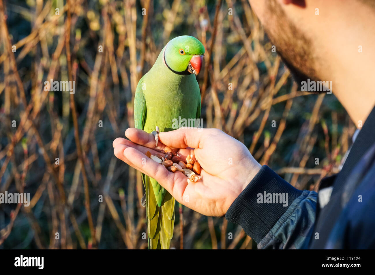 L'homme l'alimentation à la main rose perruche à St James's Park, Londres Angleterre Royaume-Uni UK Banque D'Images