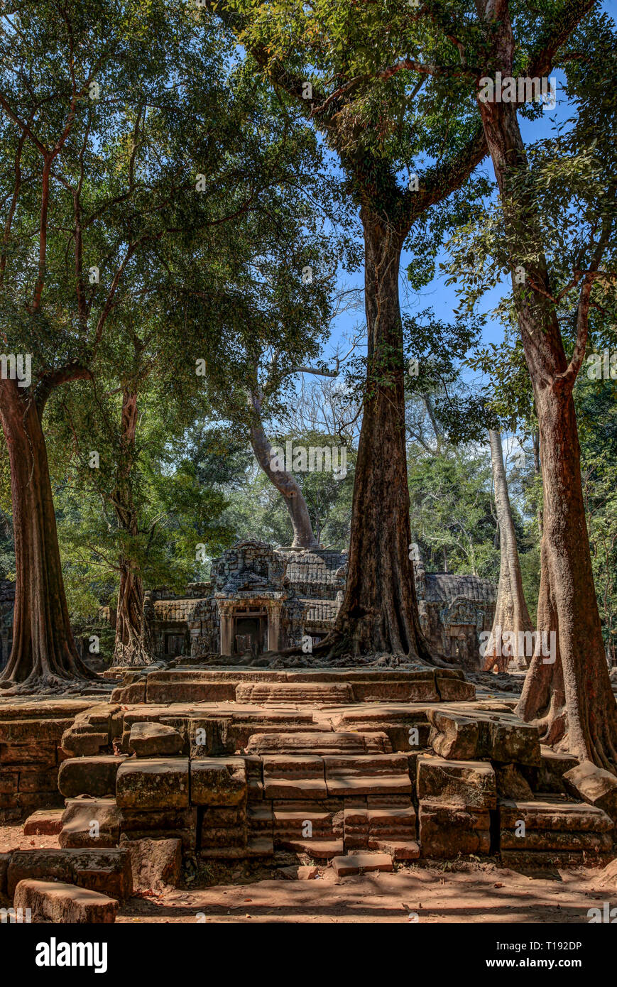 Énormes arbres menacent de consommer le Temple de Ta Prohm au Cambodge. Banque D'Images
