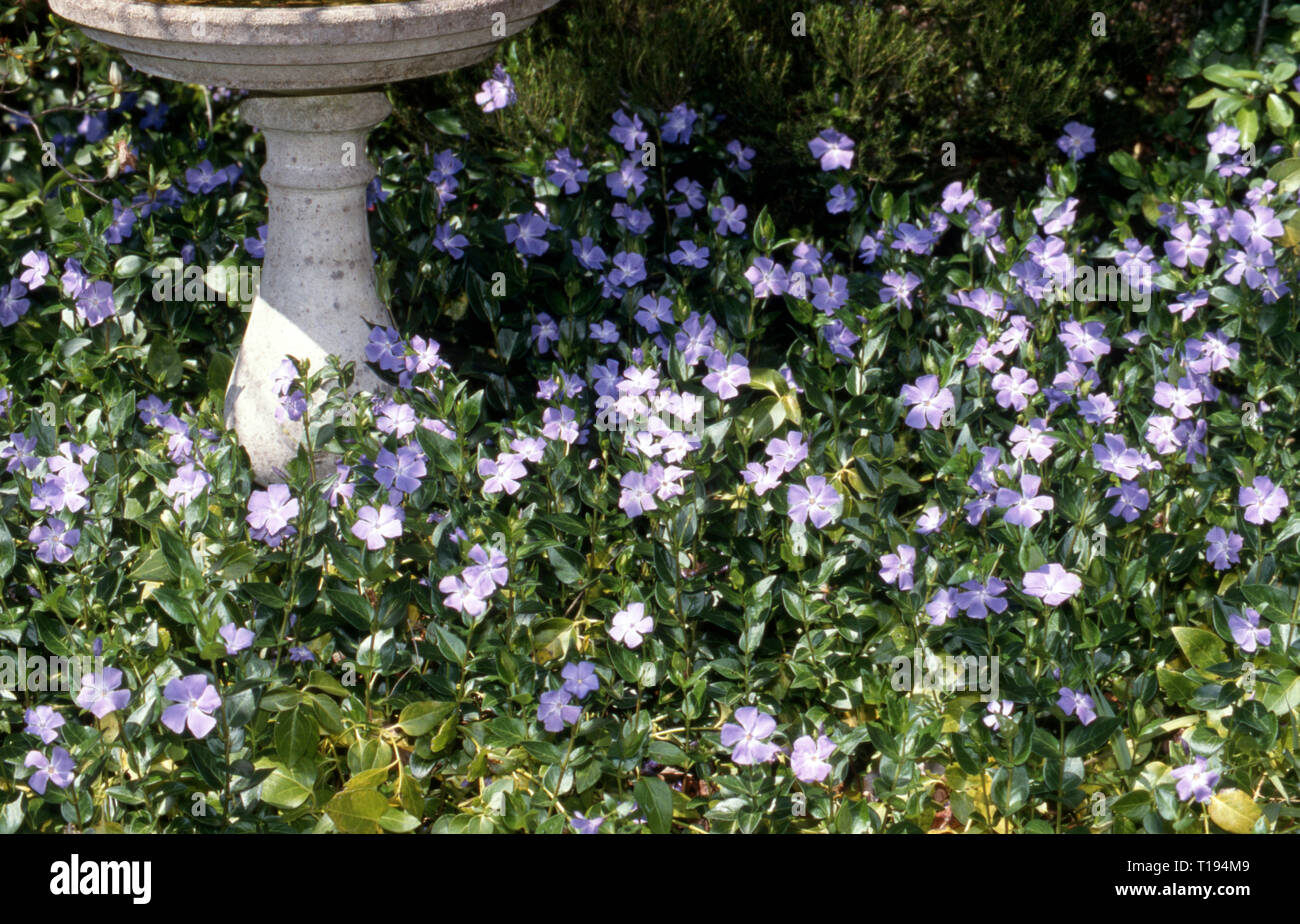 UN BAIN D'OISEAUX EN PIERRE, AU MILIEU DE LA FLEUR POURPRE VINCA UTILISÉ COMME COUVERTURE DE TERRE. Banque D'Images