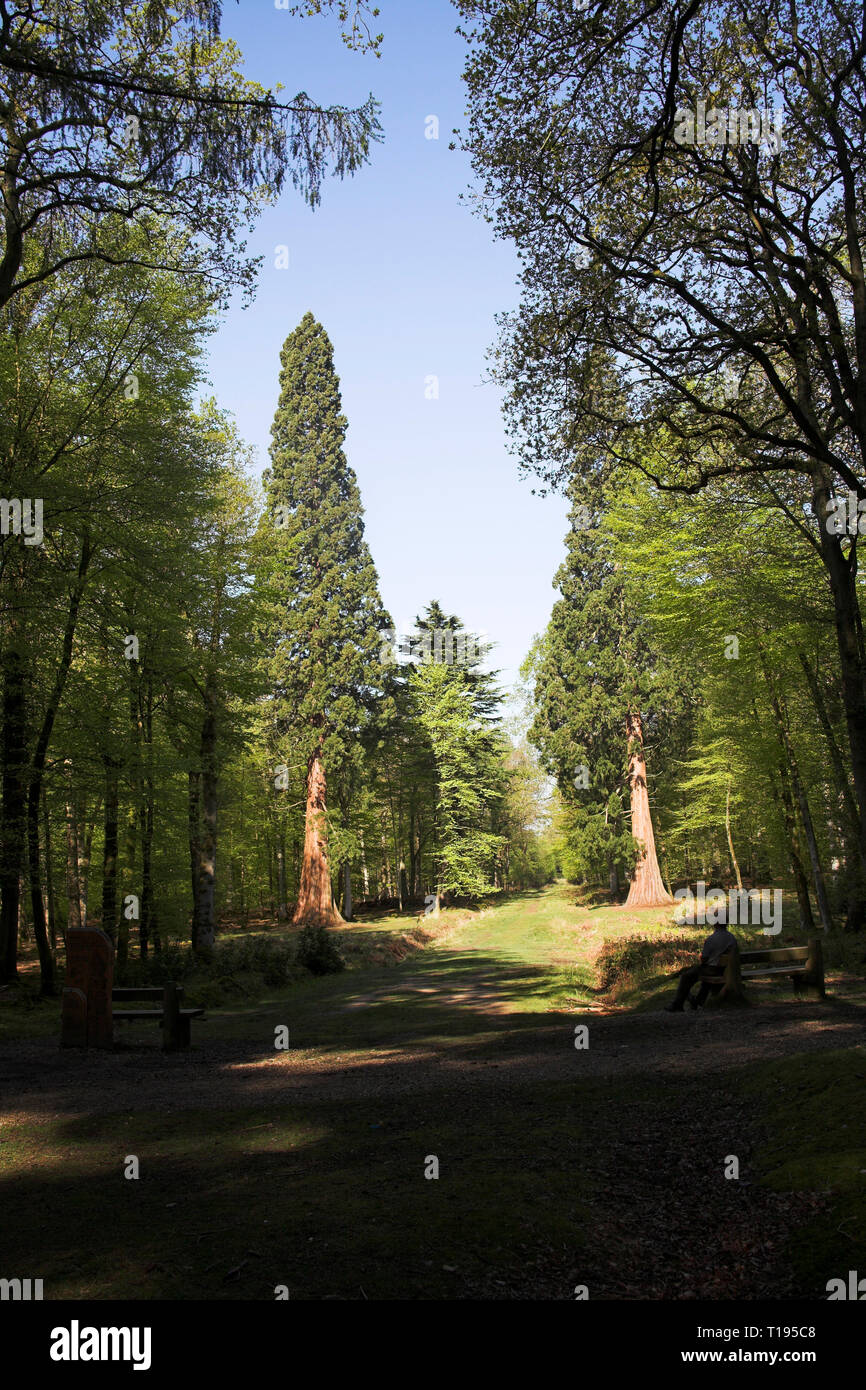 Séquoia géant Sequoiadendron giganteum arbres dans le Rhinefield Ornamental Drive New Forest National Park Hampshire Angleterre Banque D'Images