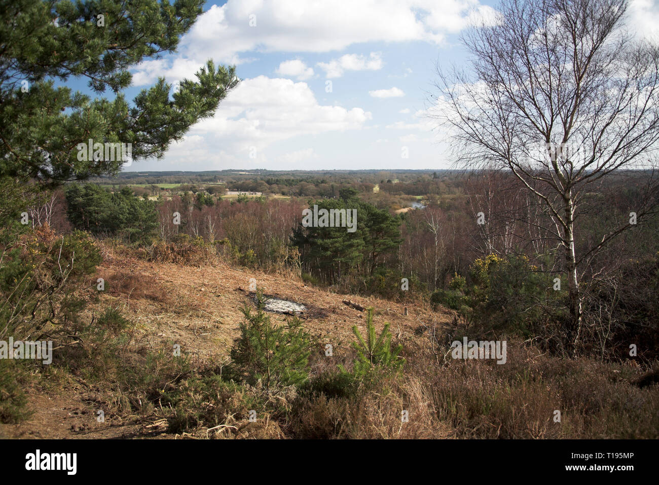 Vue sur la vallée d'Avon Avon Vue de Matchams Heath Country Park Framework Dorset Angleterre Banque D'Images