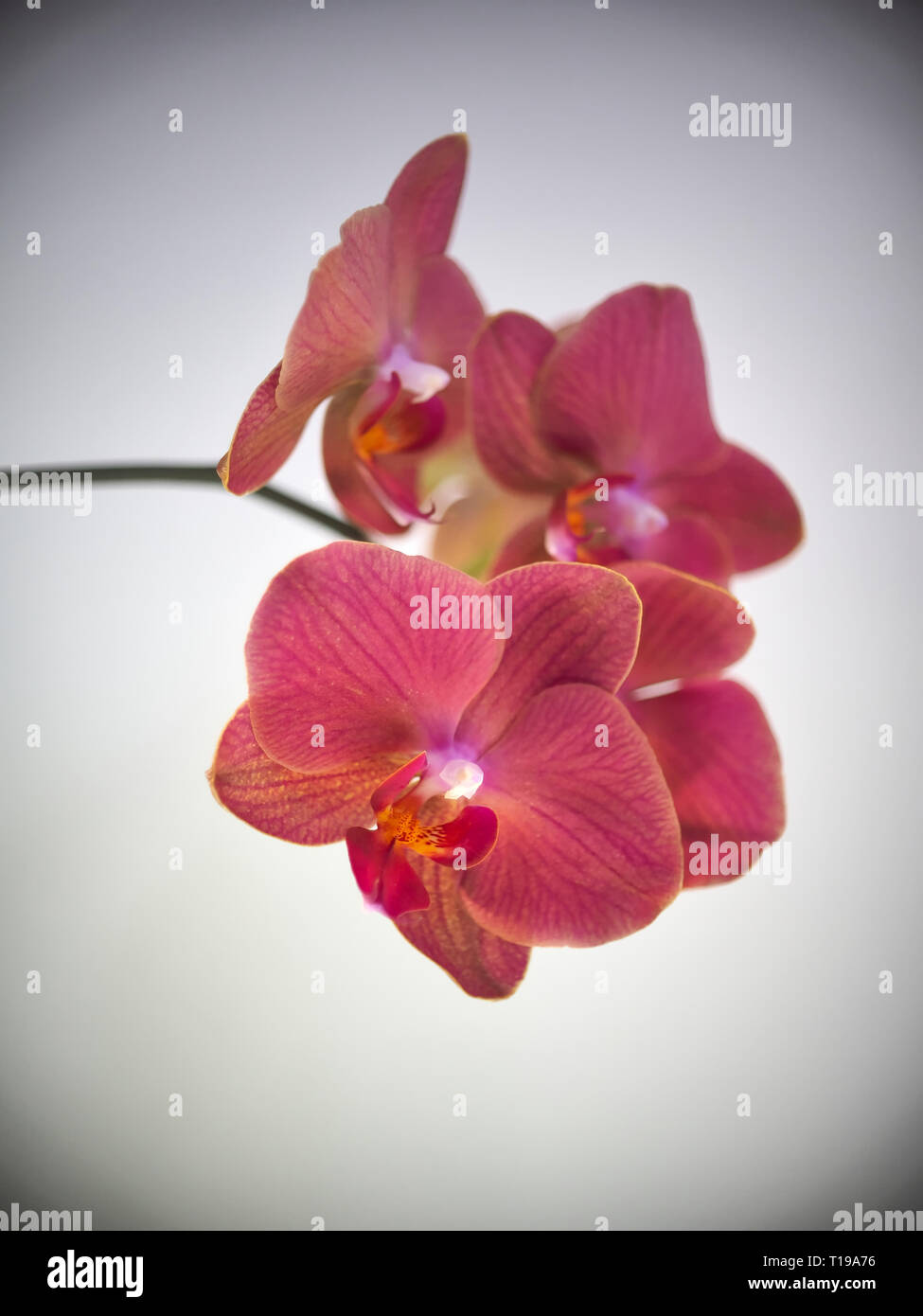 Orchidée pourpre fleurs sur fond clair Banque D'Images