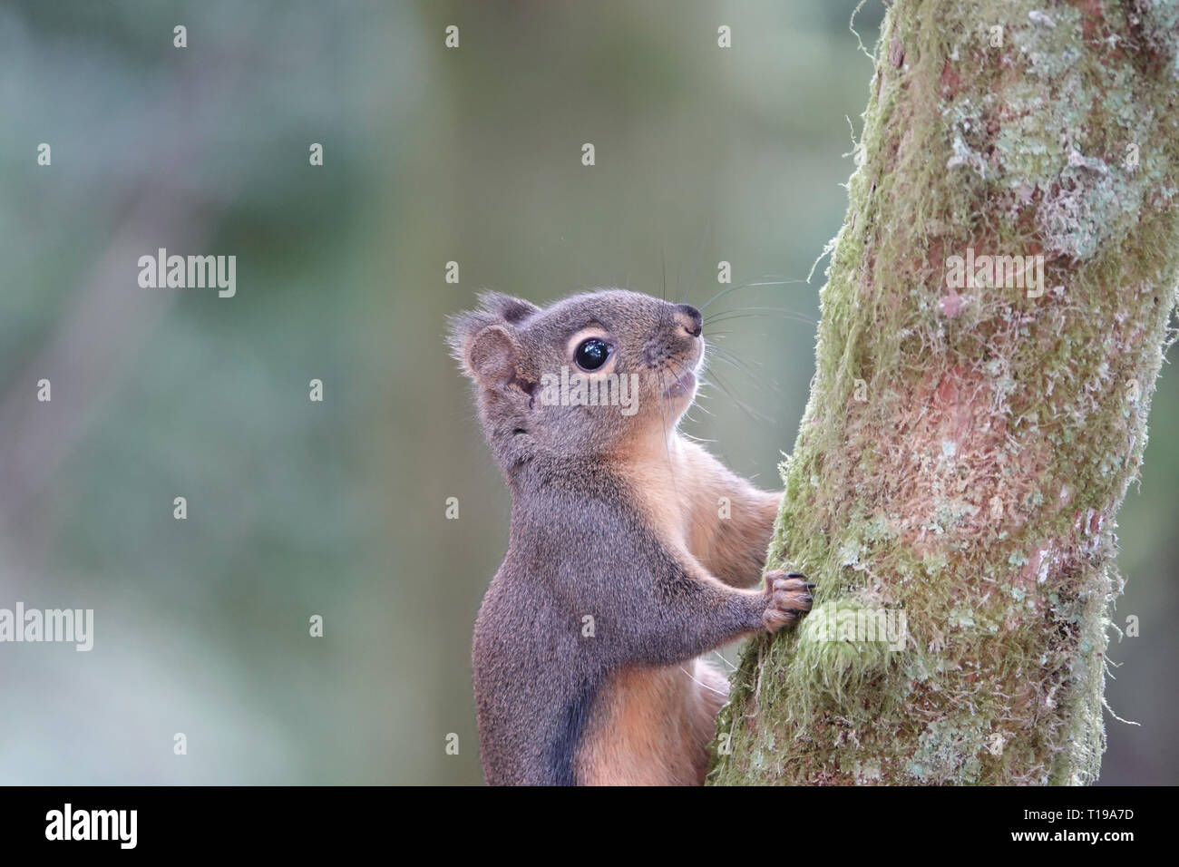 L'écureuil de Douglas sauvages (Tamiasciurus douglasii) dans l'ouest de l'état de Washington, USA Banque D'Images