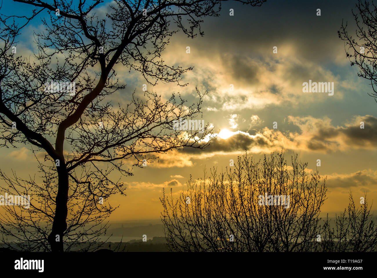 Istanbul, Turquie, 9 avril 2006 : Arbres Banque D'Images