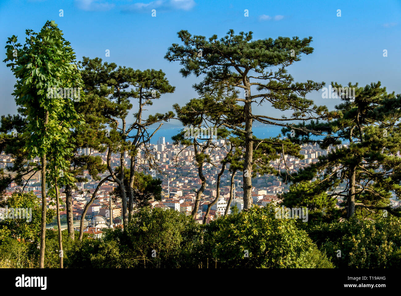 Istanbul, Turquie, 23 juillet 2006 : l'arbre Banque D'Images