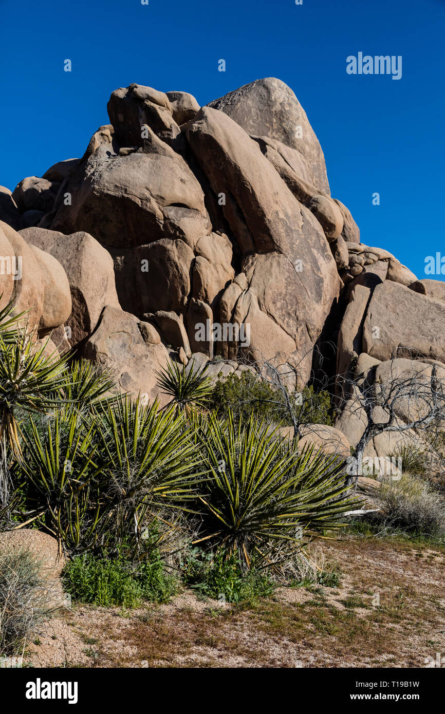 Les formations de roche de granit viennent dans beaucoup de formes incroyables - Joshua Tree National Park, Californie Banque D'Images