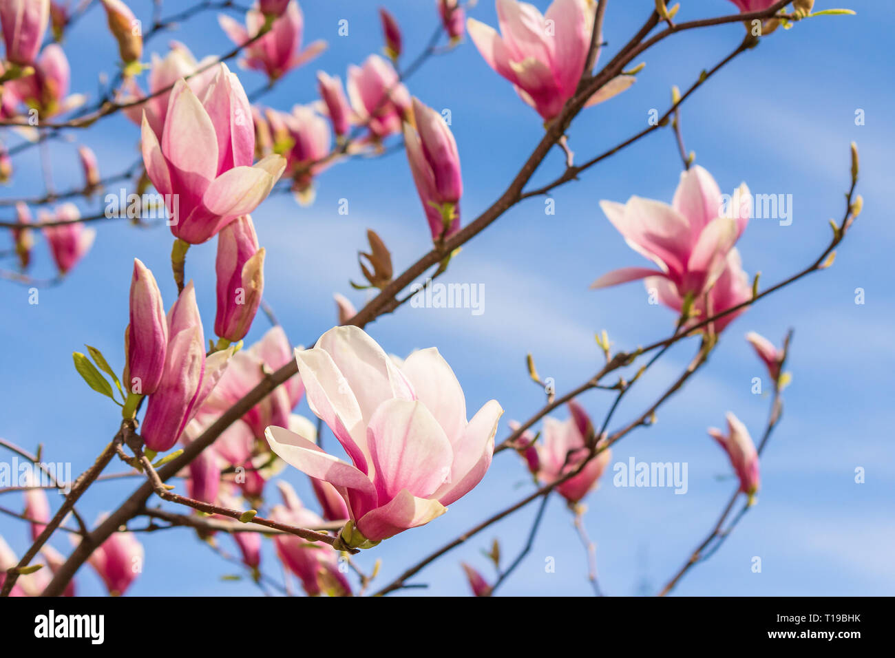 Branche de magnolia rose sur un fond de ciel. beau paysage de la nature au printemps. Banque D'Images