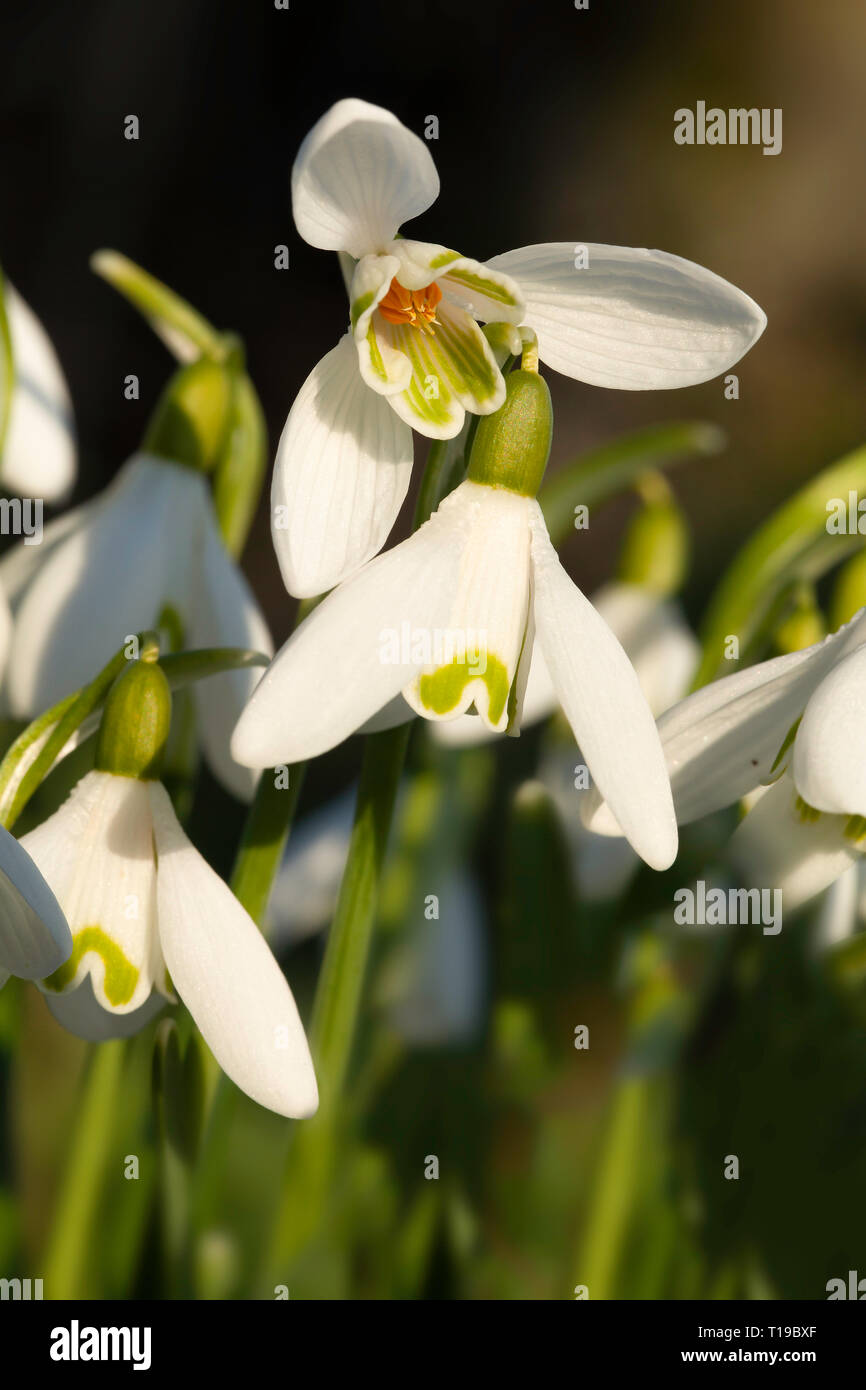 Perce-neige close up avec dessous Vue de l'intérieur de la fleur avec des étamines jaunes. La lumière du soleil tôt le matin Banque D'Images