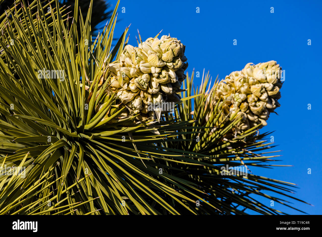Une floraison de Joshua Tree (Yucca brevifolia engelm) - Joshua Tree National Park, Californie Banque D'Images