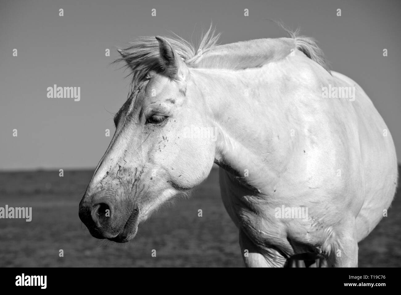 Un cheval blanc au nord des prairies Gegentala de Hohhot, en Mongolie intérieure, en Chine. Banque D'Images