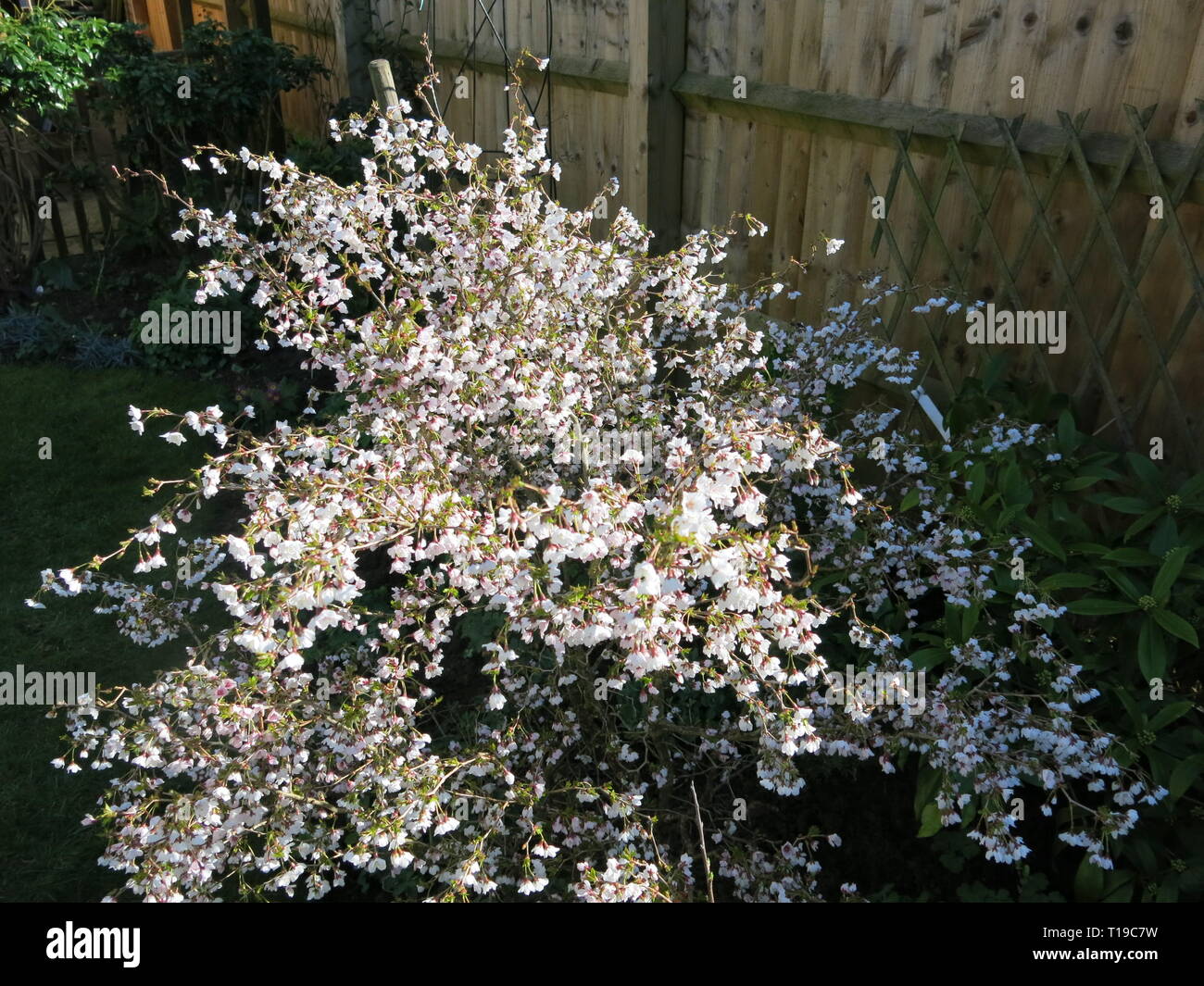 Arbuste Prunus Incisa Kojo No Mai La Floraison En Mars Dans