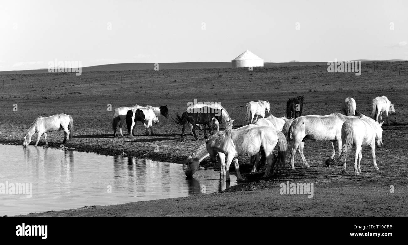 Groupe de chevaux boire dans un petit lac au nord des prairies Gegentala de Hohhot, en Mongolie intérieure, en Chine. Banque D'Images