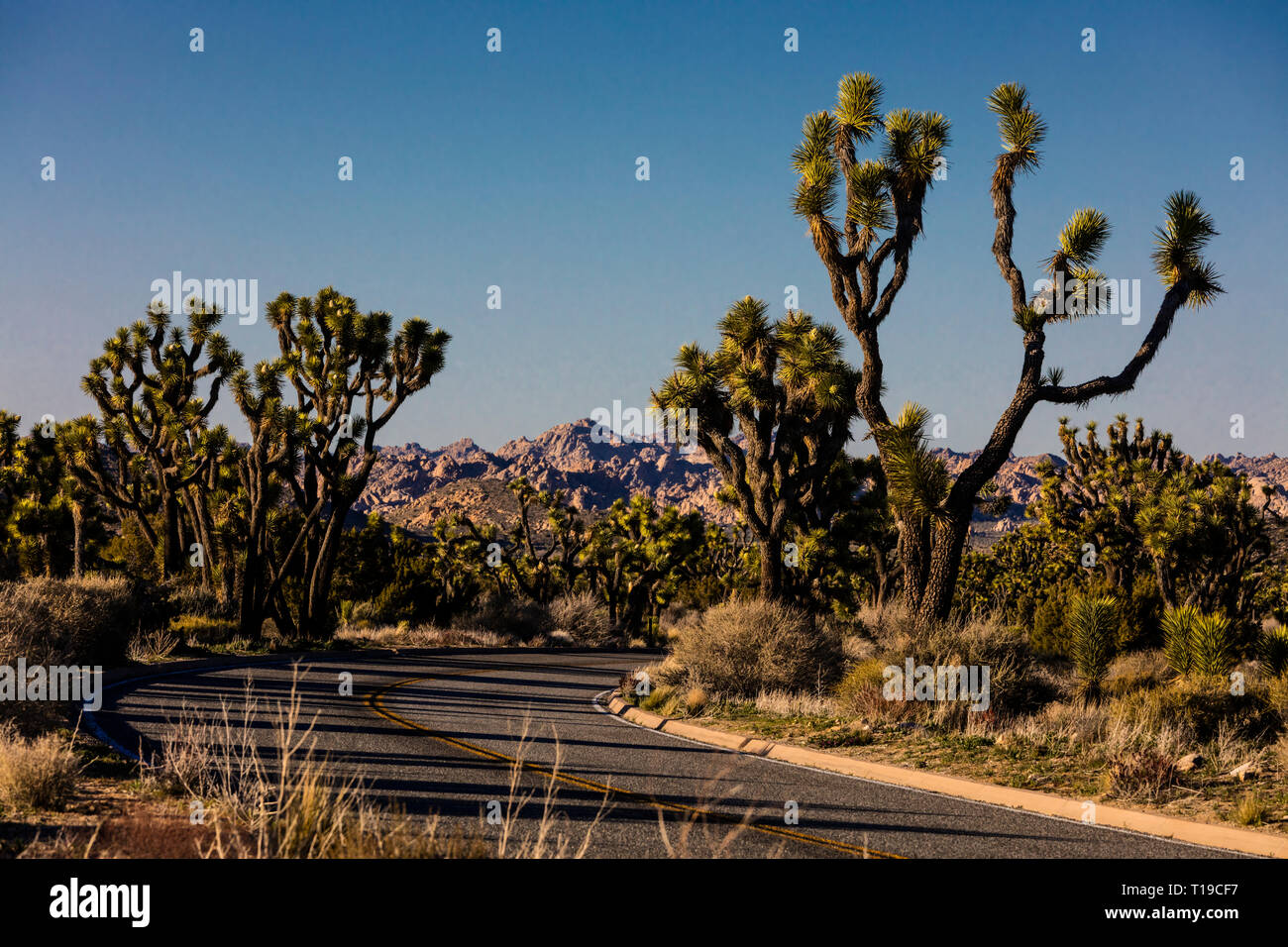 JOSHUA TREES (Yucca brevifolia engelm) surlignée en fin d'après-midi du soleil sur la route dans la vallée cachée - Joshua Tree National Park, Californie Banque D'Images