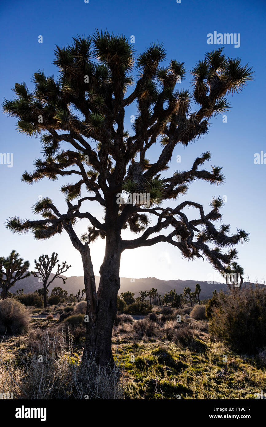 JOSHUA TREES (Yucca brevifolia engelm) surlignée en fin d'après-midi du soleil dans la vallée cachée - Joshua Tree National Park, Californie Banque D'Images