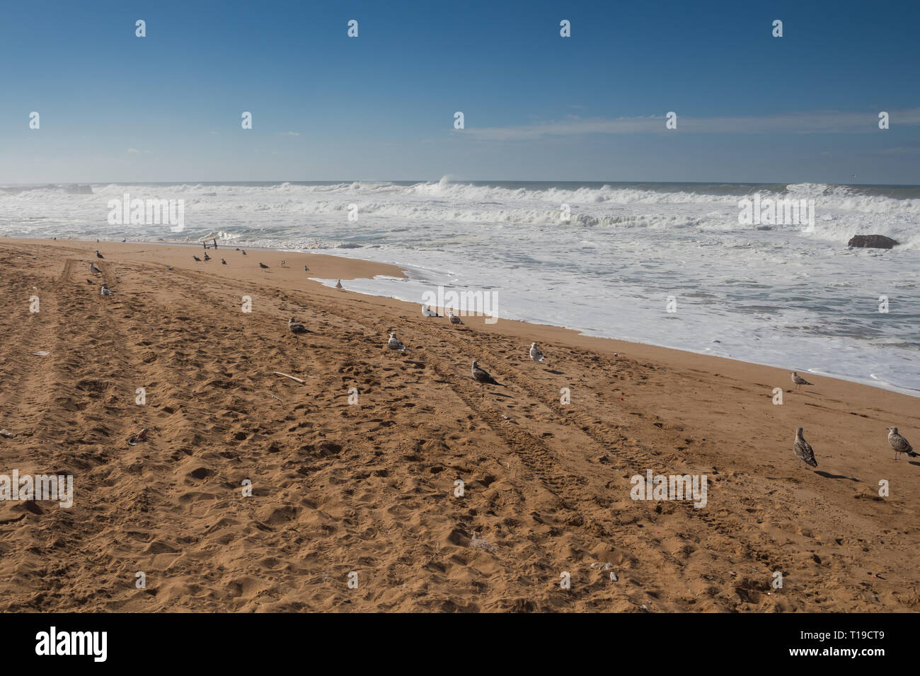 Wild Waves et élevée de l'océan Atlantique. Plage avec du sable doré et des mouettes. Ciel bleu avec des petits nuages. Au nord de Safi, Maroc. Banque D'Images