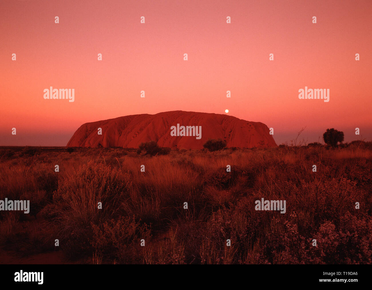 L'Australie. Territoire du Nord. Au lever de soleil sur Uluru. Banque D'Images