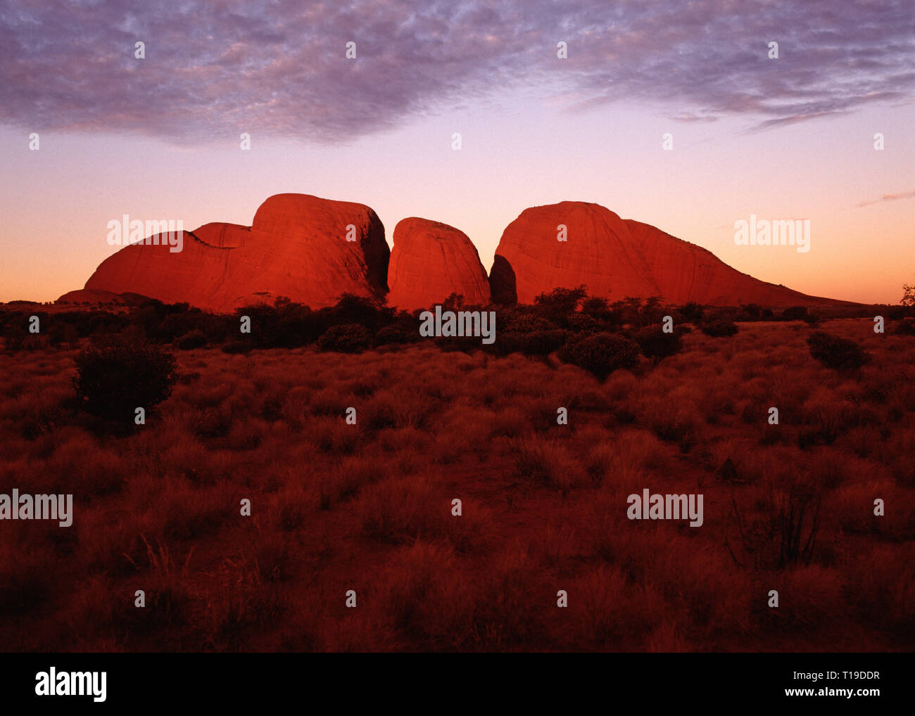 L'Australie. Territoire du Nord. Région d'Alice Springs. Le Kata Tjuta (Mont Olga) (les Olgas). La lumière de fin de soirée. Banque D'Images