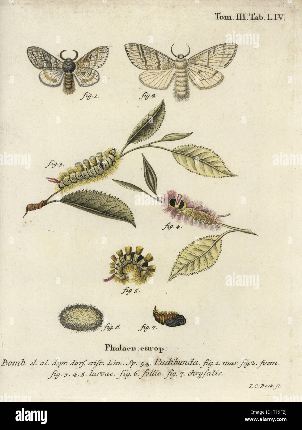 Calliteara pudibunda tussock, pâle. Phalaena pudibunda. Coloriée à la gravure sur cuivre de Johann Carl Bock de Eugenius Johann Christoph Esper's Die Schmetterlinge in Abbildungen nach der Natur, Erlangen, 1786. Banque D'Images