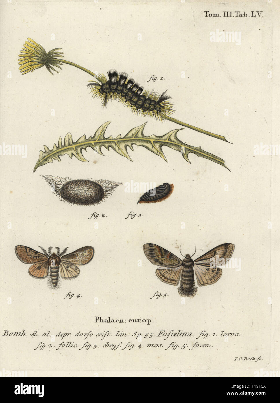 Dark tussock, Dicallomera fascelina. Bombyx fascelina. La gravure sur cuivre coloriée par Johan Georg Sturm de Eugenius Johann Christoph Esper's Die Schmetterlinge in Abbildungen nach der Natur, Erlangen, 1786. Banque D'Images