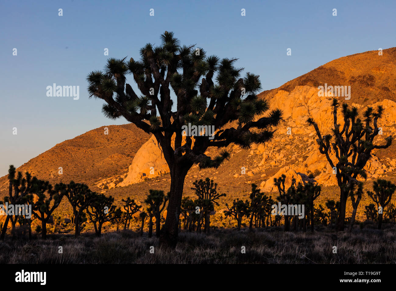 JOSHUA TREES (Yucca brevifolia engelm) surlignée en fin d'après-midi du soleil dans la vallée cachée - Joshua Tree National Park, Californie Banque D'Images