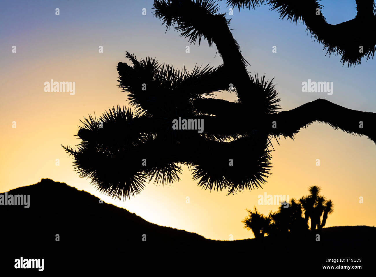 JOSHUA TREES (Yucca brevifolia engelm) surlignée en fin d'après-midi du soleil dans la vallée cachée - Joshua Tree National Park, Californie Banque D'Images