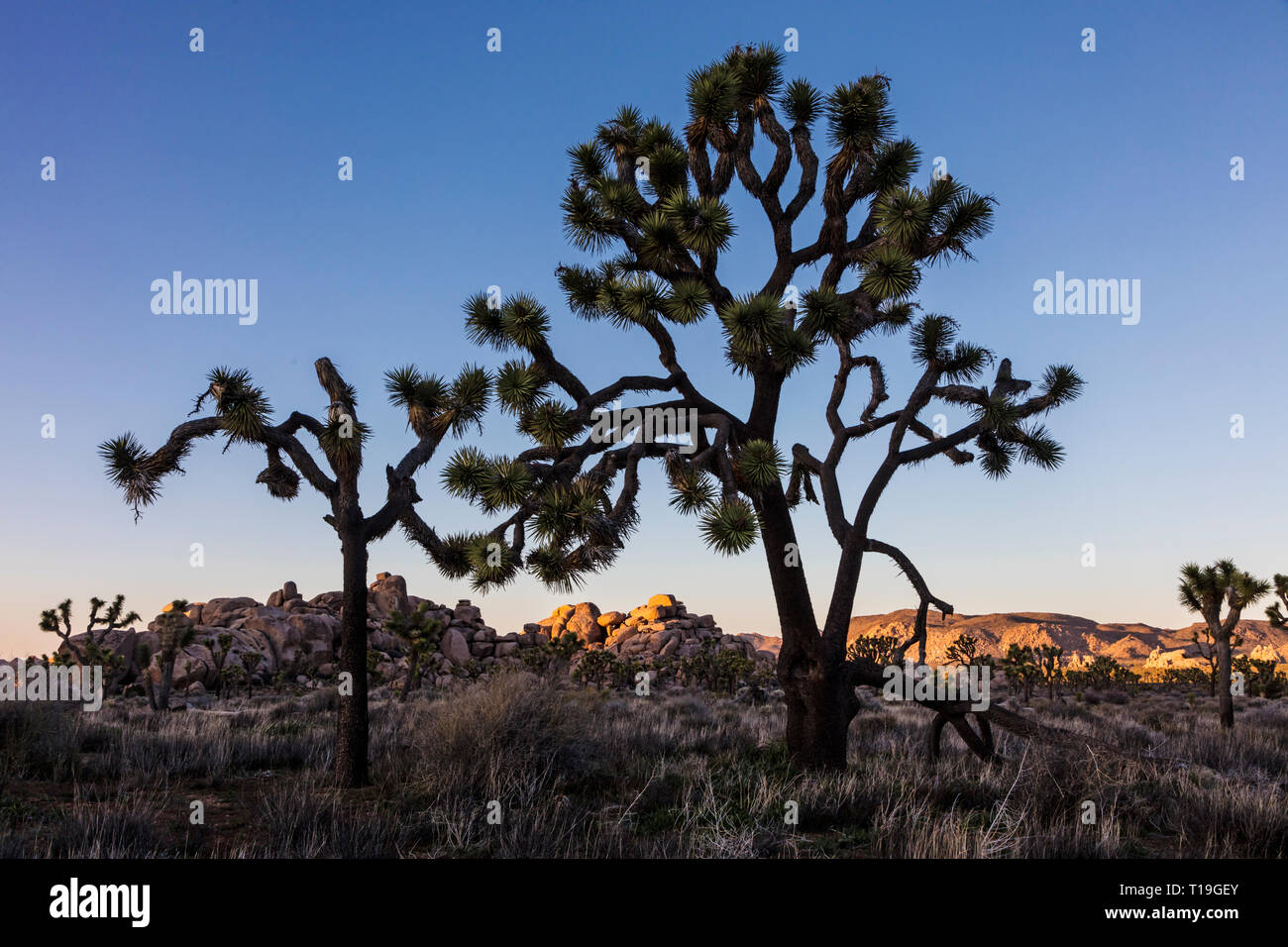 JOSHUA TREES (Yucca brevifolia engelm) surlignée en fin d'après-midi du soleil dans la vallée cachée - Joshua Tree National Park, Californie Banque D'Images