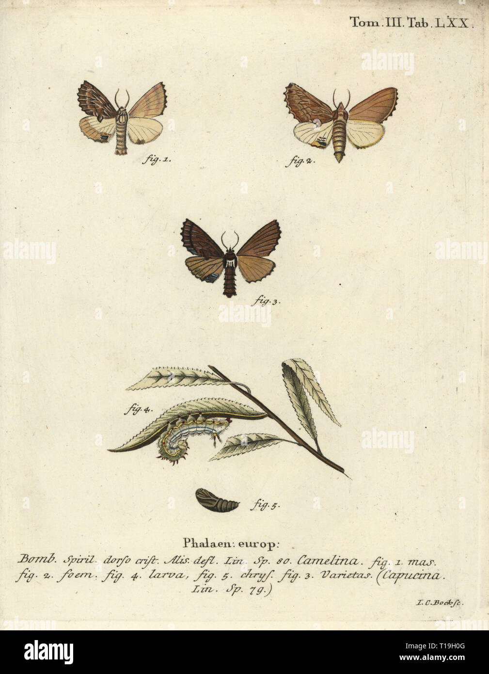 Coxcomb, éminent Ptilodon capucinus 1-5. Phalaena capucina, caméline. Coloriée à la gravure sur cuivre de Johann Carl Bock de Eugenius Hadise Esperâ€™Die Schmetterlinge in Abbildungen nach der Natur, Erlangen, 1786. Banque D'Images