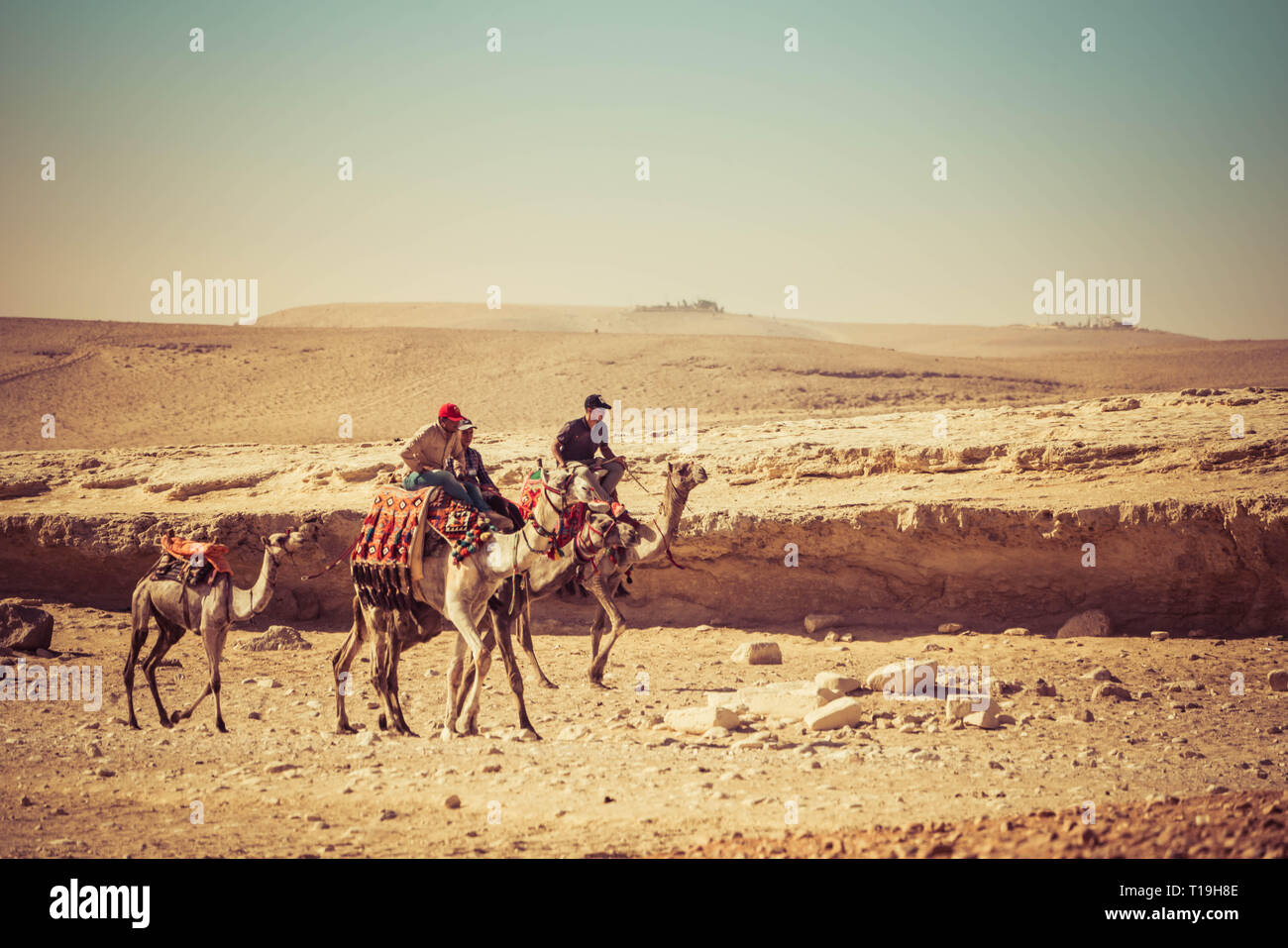 Des chameaux à l'grandes pyramides de Gizeh, Le Caire, Egypte Banque D'Images