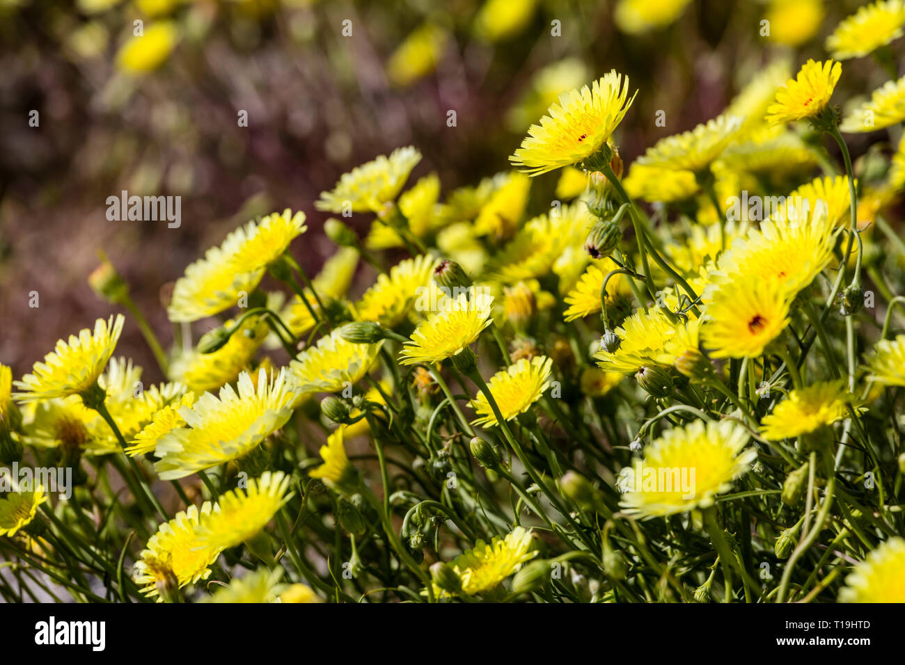 Californie Les pissenlits (Malacothrix californica) - Californie Banque D'Images