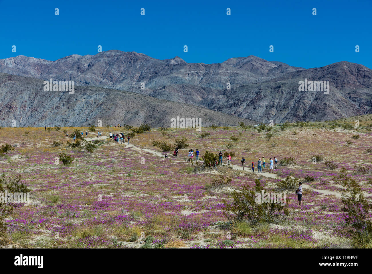 Les visiteurs apprécient la boule de neige (Abronia villosa) hors de la S22 road à Anza Borrego DESERT STATE PARK au cours d'une super bloom - Californie Banque D'Images