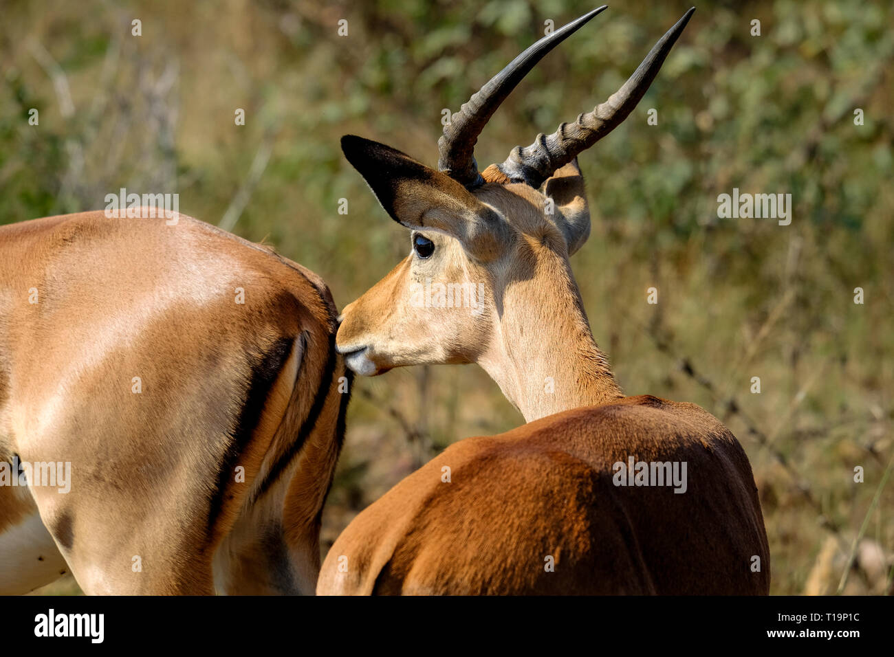 Impala mâle dans la nature Banque D'Images