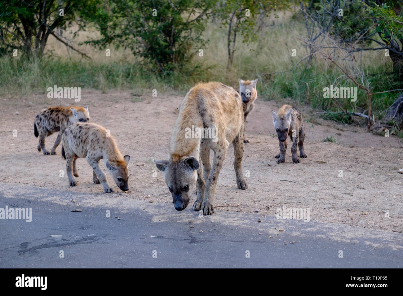 De la famille des hyènes et des oursons Banque D'Images
