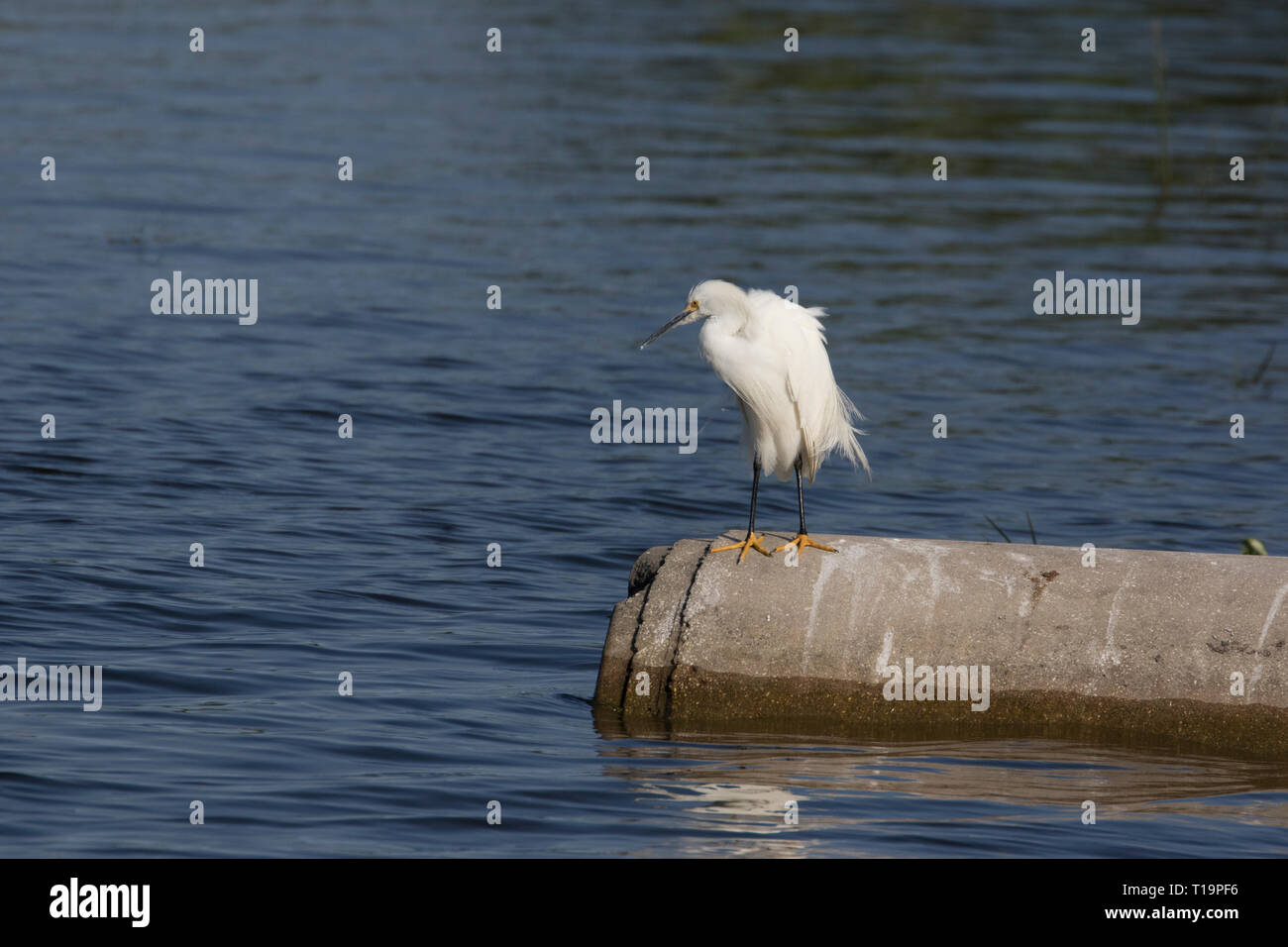 Aigrette neigeuse (Egretta thula) reposant sur le tuyau de drainage. Banque D'Images