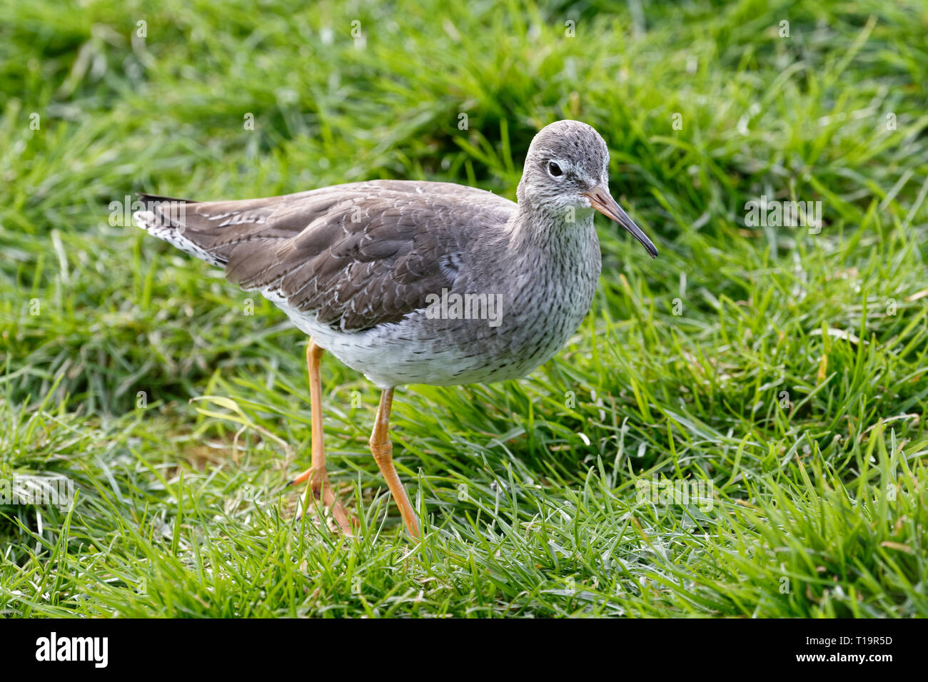 Chevalier arlequin - Tringa totanus oiseaux échassiers in Grass Banque D'Images