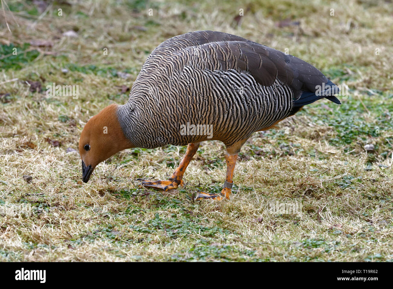 Ouette à tête rousse - Chloephaga rubidiceps se nourrissant d'herbe Banque D'Images
