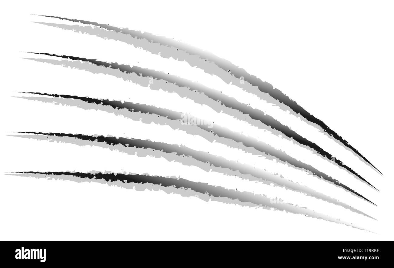 Des marques de griffes, rayures, marques de griffes patte vecteur. Banque D'Images