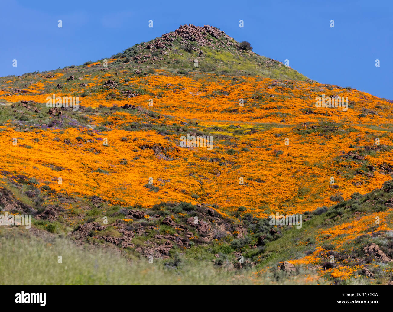 Coquelicots CALIFORINA (Eschscholzia californica) couvrent les collines lors d'un bloom super près de LAKE ELSINORE, CALIFORNIE Banque D'Images