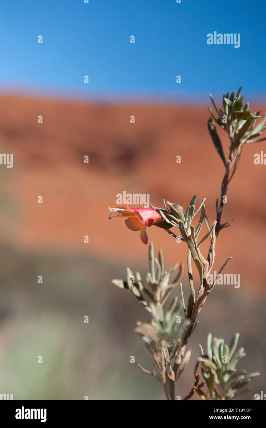 Wildflower à Kata Tjuta, Territoire du Nord, Australie Banque D'Images