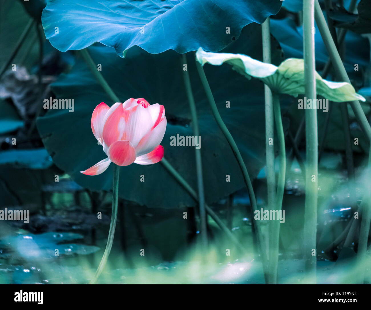 Étang de lotus d'été, de nombreux espaces verts, les feuilles de lotus, lotus rose, paysages d'été lotus chinois Banque D'Images