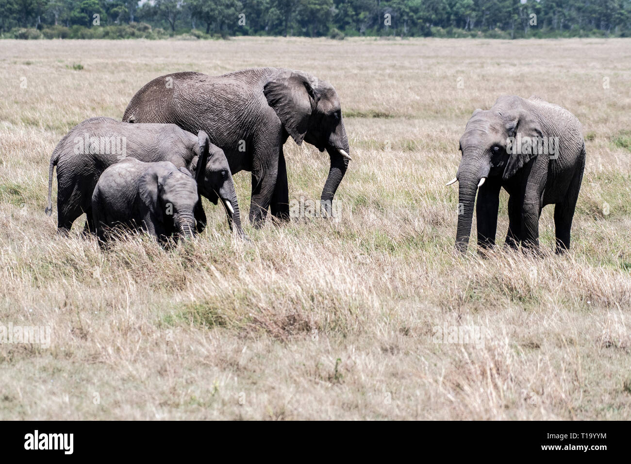 L'alimentation de la famille d'éléphants d'Afrique de l'herbe sèche en Maasai Mara Banque D'Images