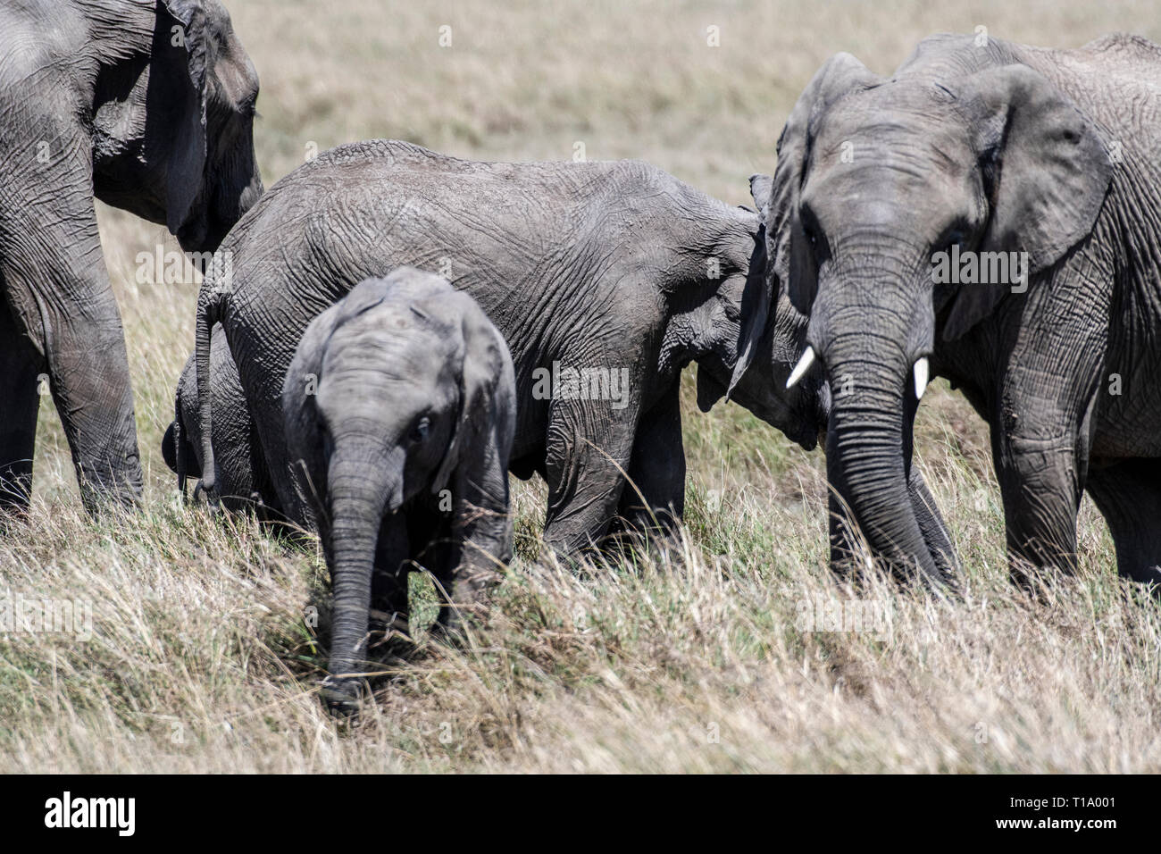 L'alimentation de la famille d'éléphants d'Afrique de l'herbe sèche en Maasai Mara Banque D'Images