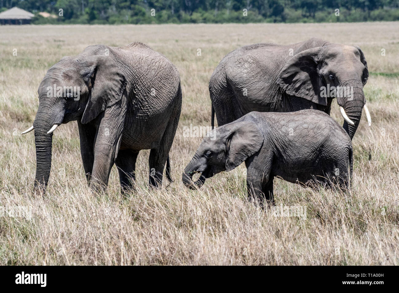 L'alimentation de la famille d'éléphants d'Afrique de l'herbe sèche en Maasai Mara Banque D'Images