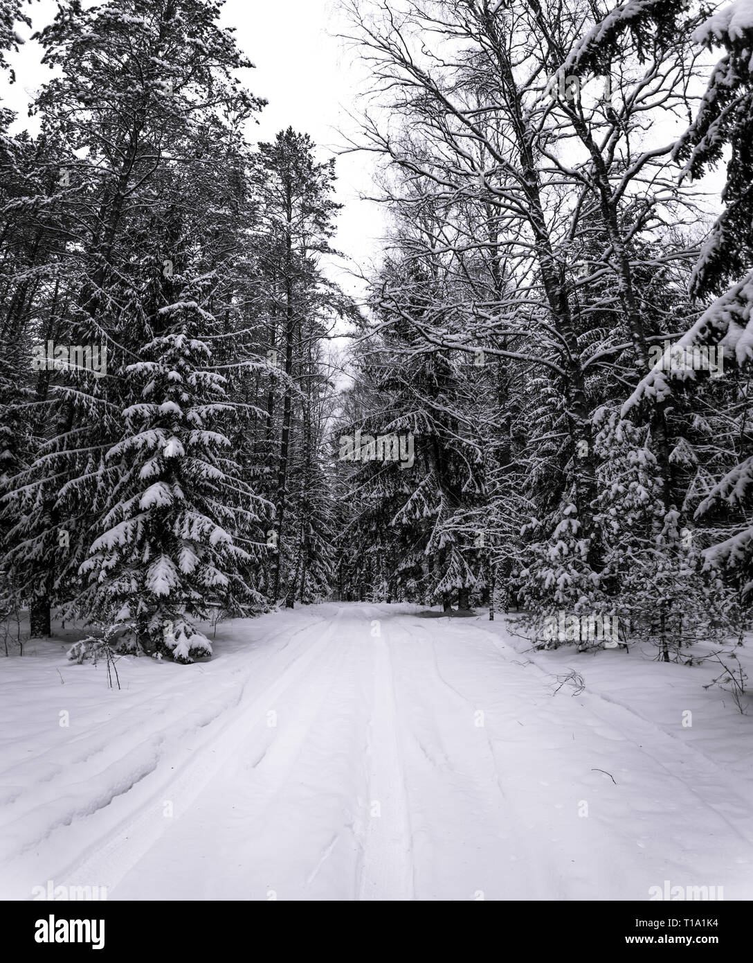 Noir et blanc un chemin dans la forêt couverte de neige Banque D'Images