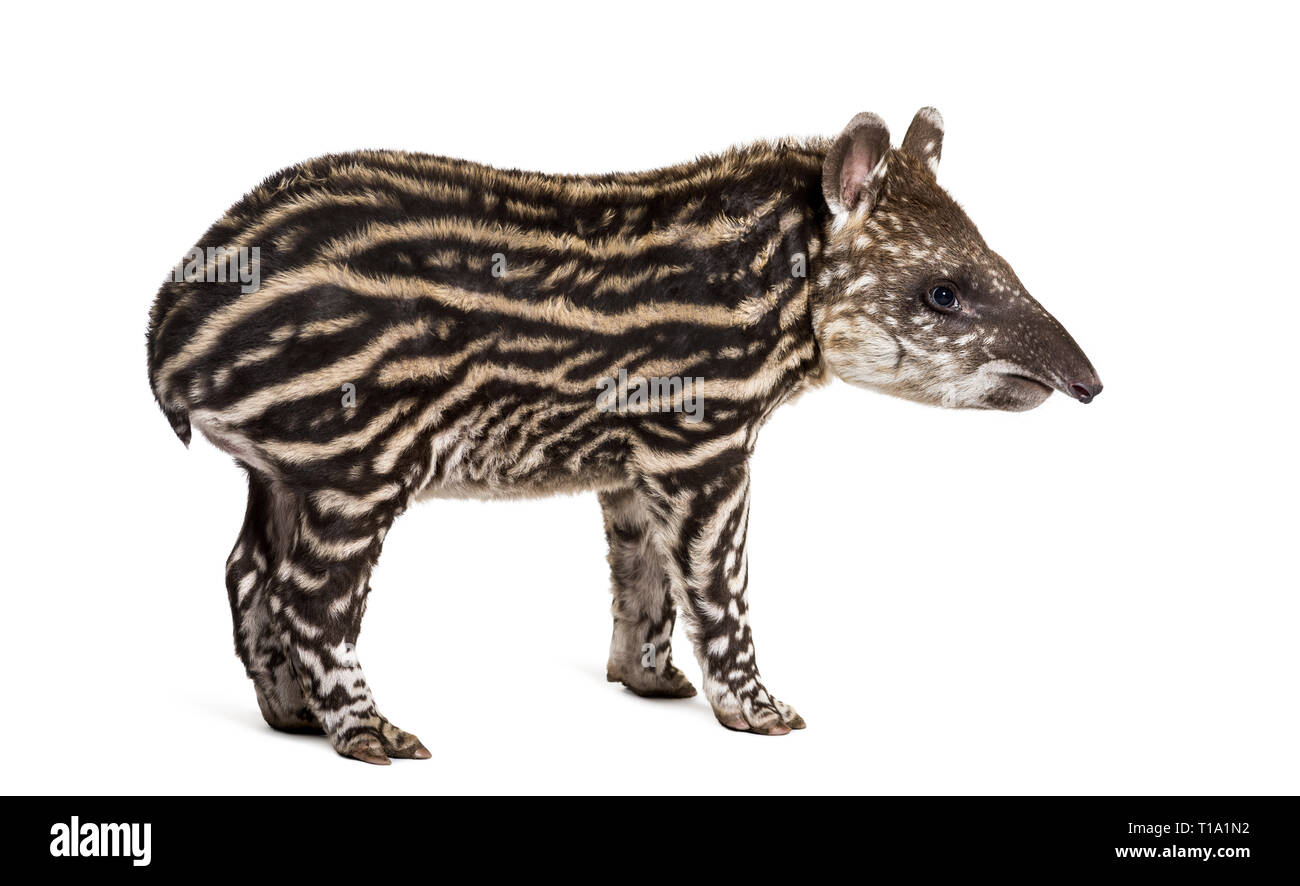 Mois tapir brésilien standing in front of white background Banque D'Images