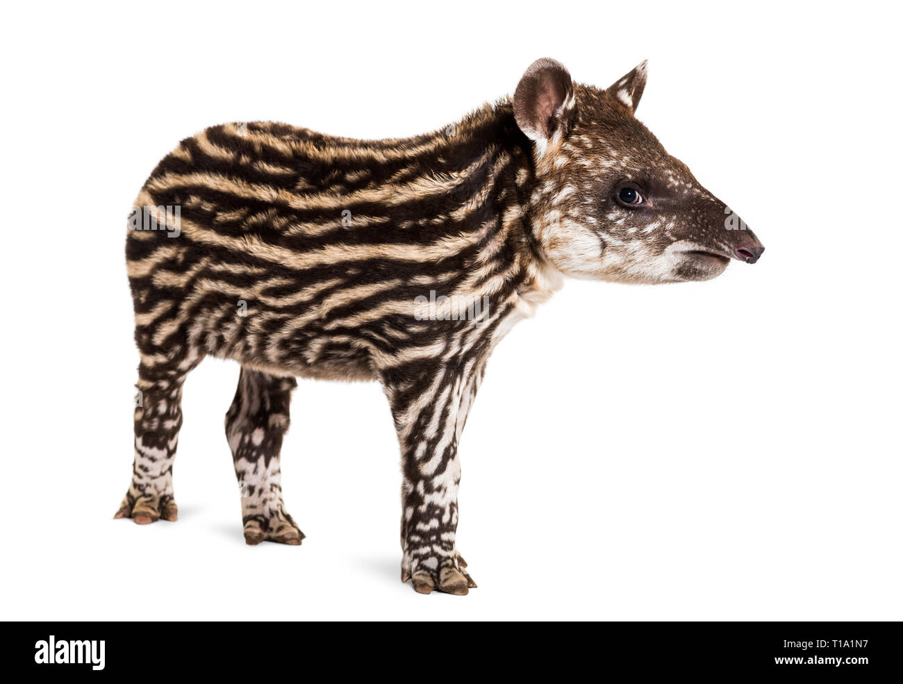 Mois tapir brésilien standing in front of white background Banque D'Images