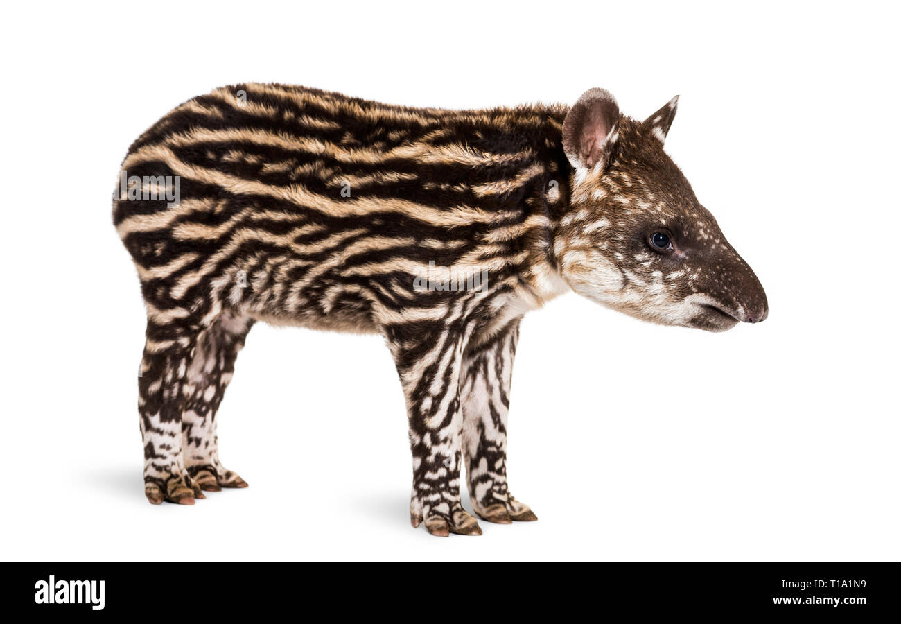Mois tapir brésilien standing in front of white background Banque D'Images