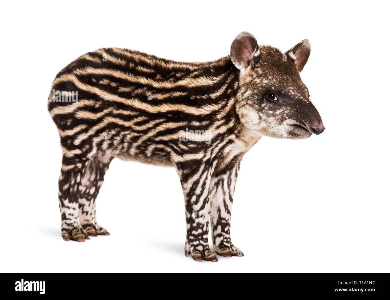Mois tapir brésilien standing in front of white background Banque D'Images
