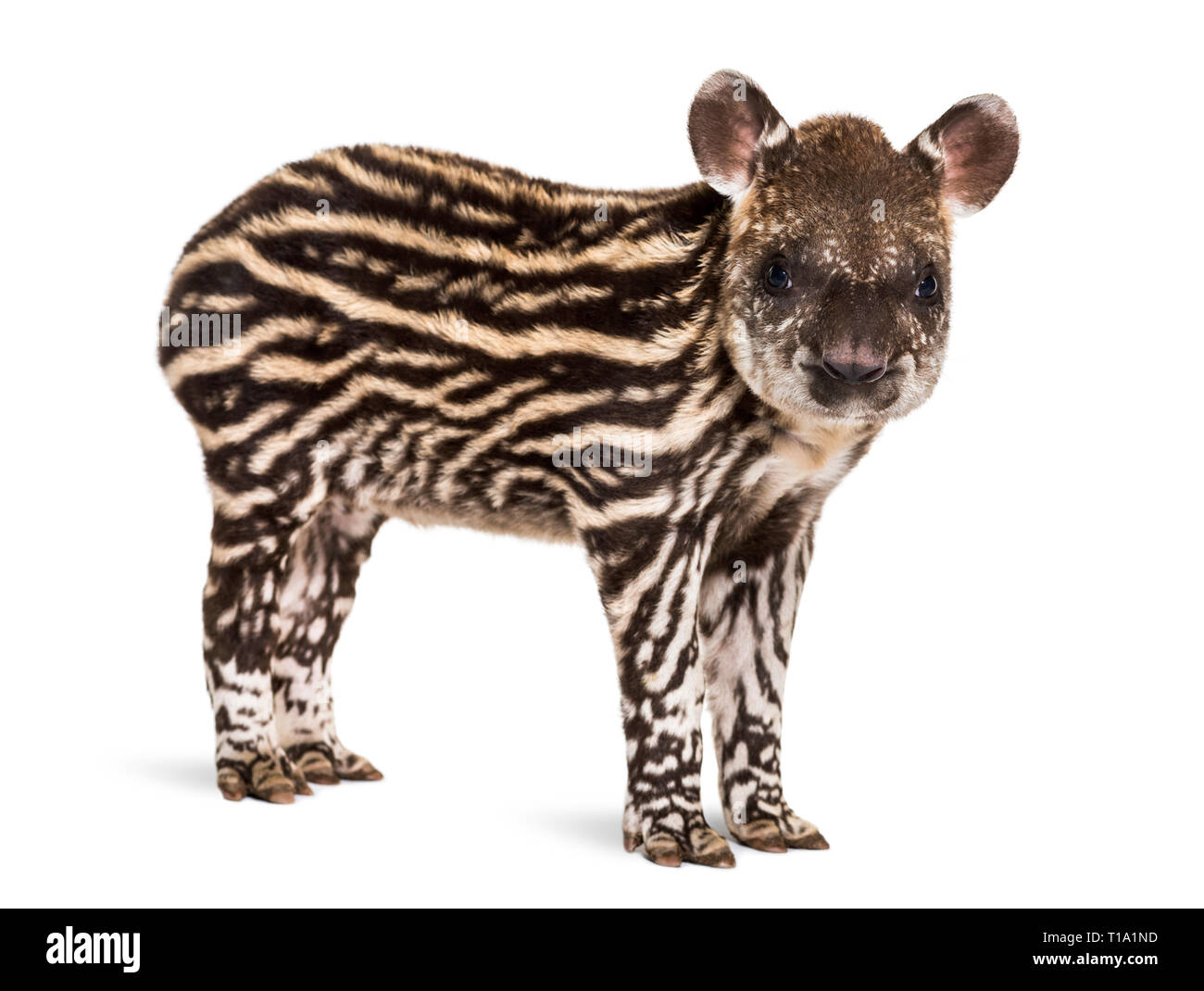 Mois tapir brésilien looking at camera in front of white background Banque D'Images