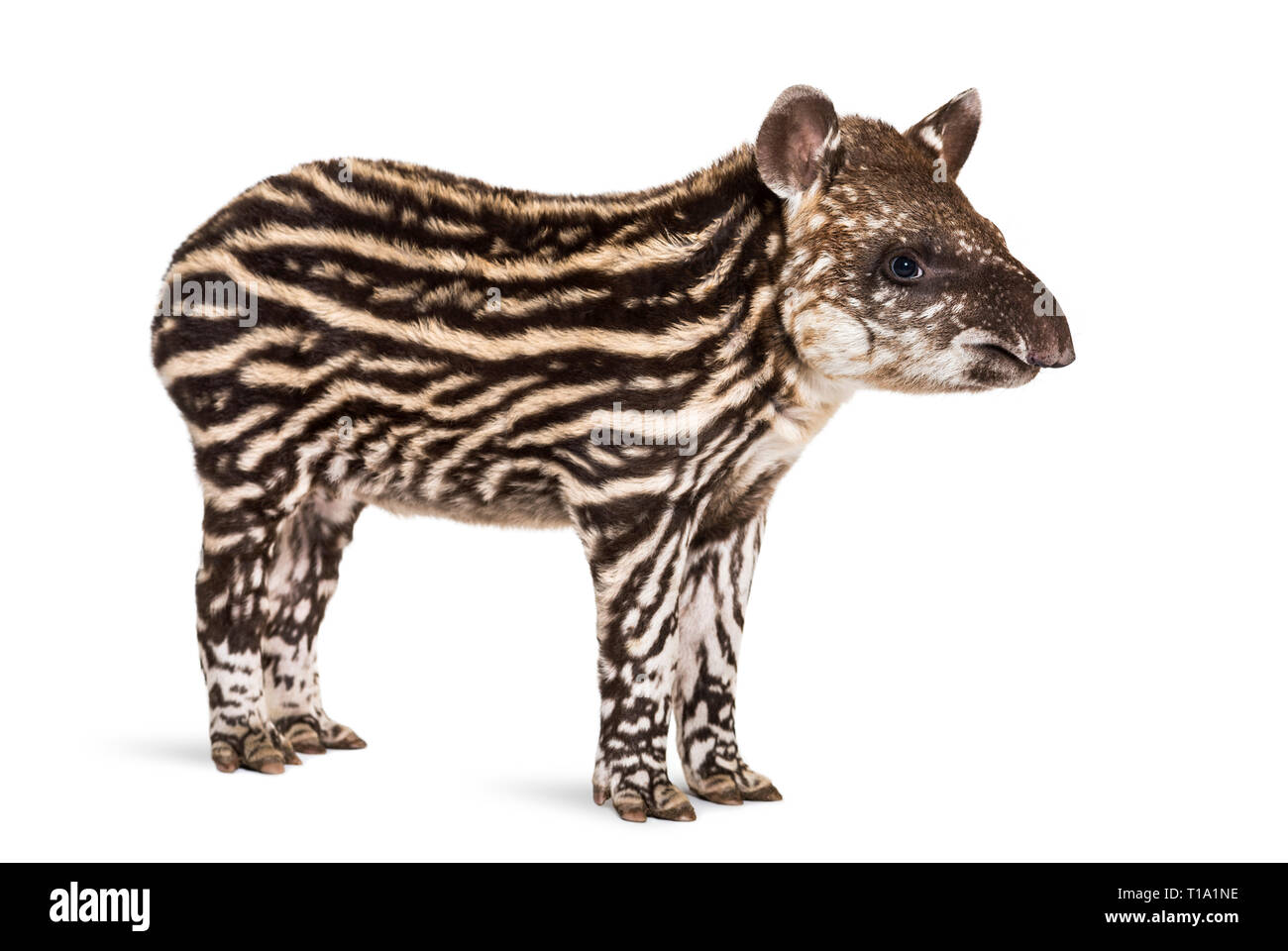 Mois tapir brésilien standing in front of white background Banque D'Images